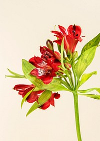 Fresh red Alstroemeria flower isolated on beige background