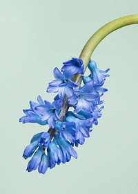 Beautiful blue delphinium flower