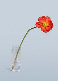 Red poppy flower in a vase mockup