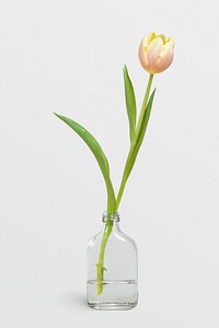 Blooming tulip flower in a bottle vase