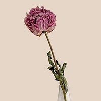 Dried pink peony flower in a clear vase