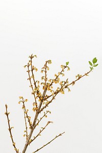 Dried Forsythia branch on an off white background