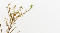 Dried Forsythia branch on an off white background with a design space