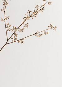 Dry flower branch on an off white  background