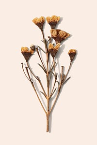 Dried wax flower on a beige background