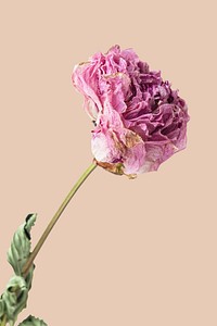 Dried pink peony flower on a beige background