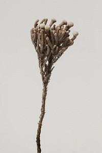 Dried silver brunia branch on a gray background