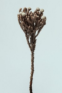 Dried silver brunia branch on a blue background