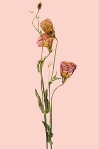 Dried pink lisainthus flower on a pink background