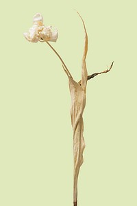 Dried tulip flower on a green background