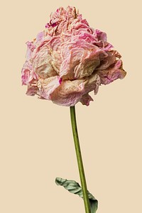 Dried pink peony flower on beige background