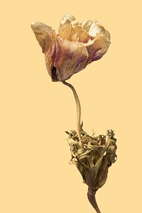 Dried anemone flower on a yellow background