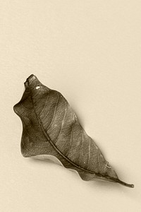 Dried green leaf on a beige background