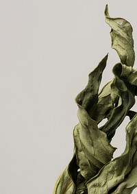 Dried peony leaf on a gray background