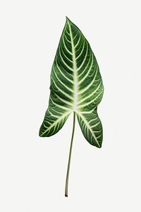 Tropical Alocasia leaf on white background mockup