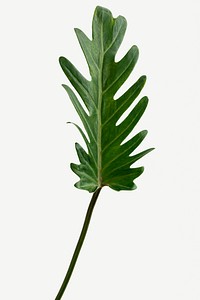 Closeup of fresh green Philodendron Xanadu leaf mockup