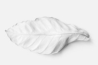 Leaf painted in white on an off white background