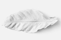 Leaf painted in white mockup on an off white background