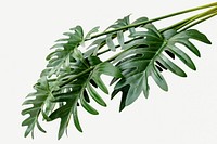 Fresh green Philodendron Xanadu leaves mockup