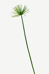 Papyrus green plant isolated on white background mockup