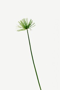 Papyrus plant isolated on white background