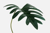 Philodendron xanadu leaf mockup on an off white background