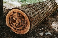 Closeup of a log in a woods