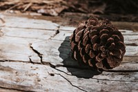 Conifer cone on a wooden table