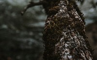 Closeup of moss on a tree bark
