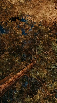 Night view of treetops at Yosemite National Park, United States