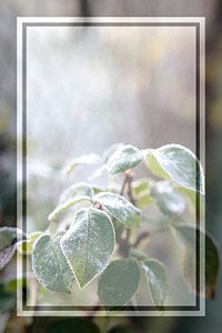 Rectangle frame on natural frosty leaves