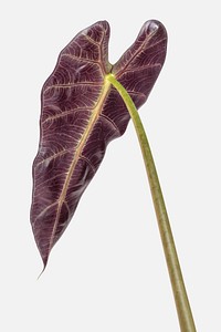 Purple underneath of Amazonian Elephant Ear leaf on an off white background