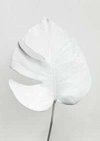 Monstera leaf painted in white on a gray background