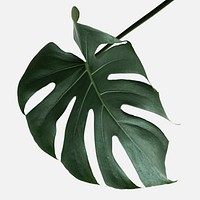 Monstera delicosa plant leaf on an off white background mockup