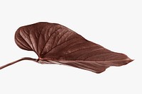 Tropical Alocasia leaf painted in a dark brown