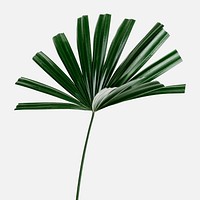 Fresh green fan palm leaf on an off white background