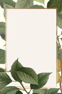 Gold frame on brian&ccedil;on apricot background vector