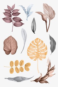 Tropical leaves collection vector set