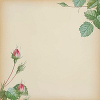 Double moss rose on beige background vector