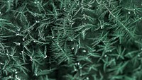 Sea-grass ice frost pattern background texture