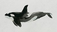 Watercolor painted killer whale on white canvas template