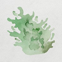 Watercolor painted seaweed on white canvas vector