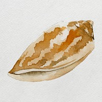 Watercolor painted seashell on white canvas vector