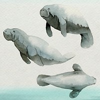 Watercolor painted dugong in watercolor banner vector