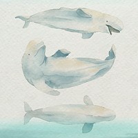 Watercolor painted beluga whale in watercolor banner vector