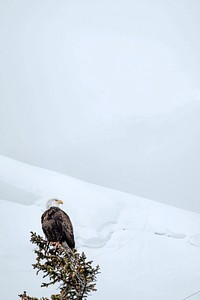 Closeup of an eagle on a snowy day