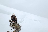Closeup of an eagle on a snowy day