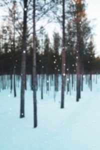 Forest on a snowy day