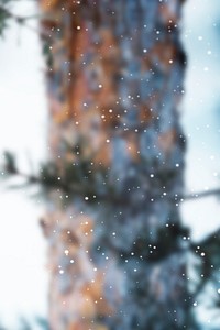 Pine branches in a snowy day background