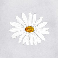 Hand drawn white flower mockup